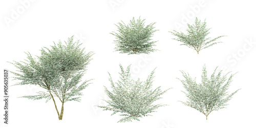 Set of Variegated privet plants, isolated on transparent background. 3D render