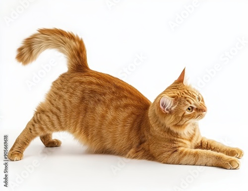 A cat is stretching and playing on a white background