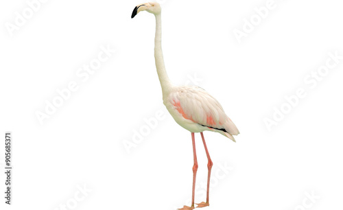 High-Resolution PNG Set of Greater Flamingo (Phoenicopterus roseus) on a Transparent Background, Ideal for Nature-Themed Designs, Digital Art, and Creative Projects