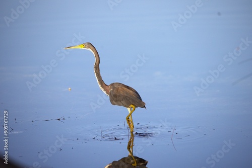 great heron