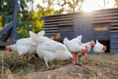 chicken close up on background of chicken eco farm, free range chicken farm