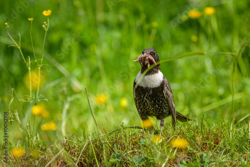 A Ring Ouzel standing in a meadow