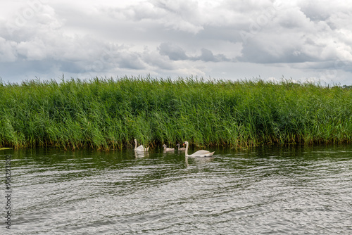 rodzina łabędzi nieopodal brzegu porośniętego ogromnymi trawami. Woliński Park Narodowy, Polska