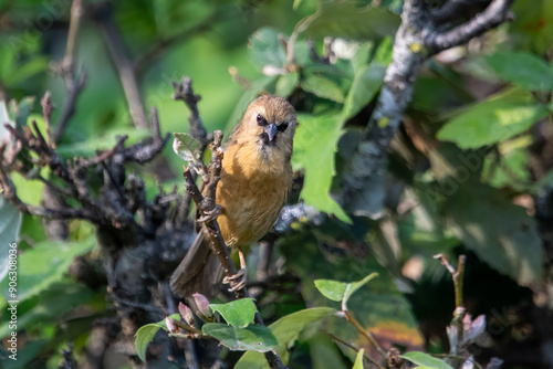 black-chinned babbler or Cyanoderma pyrrhops in Binsar in Uttarakhand, India