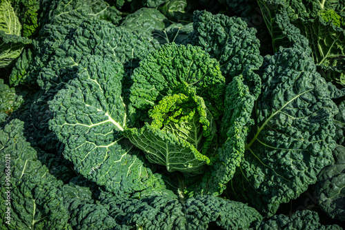 beautiful green savoy cabbage in detail