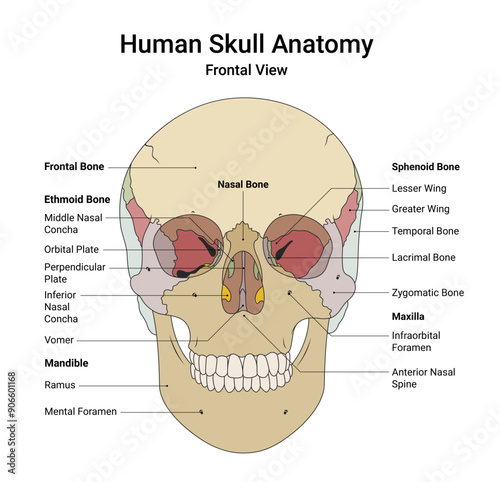 Human Skull Anatomy Frontal View