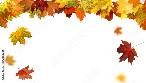 Beautiful yellow,red,orange foliage. Natural background. Border frame of colorful leaves. Vibrant fall colors.Autumn leaves cut outs