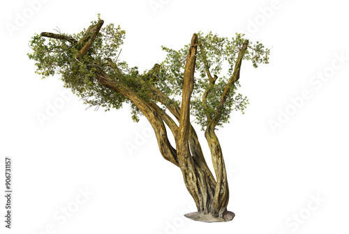 Isolated Argan Tree on Black Background