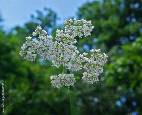 Echter Baldrian, Arzneibaldrian; Valeriana officinalis; garden valerian; garden heliotrope;