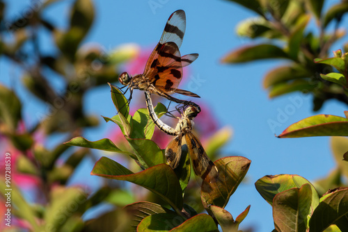 Dragan Flies mating.