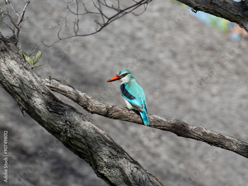 Senegalliest (Halcyon senegalensis)