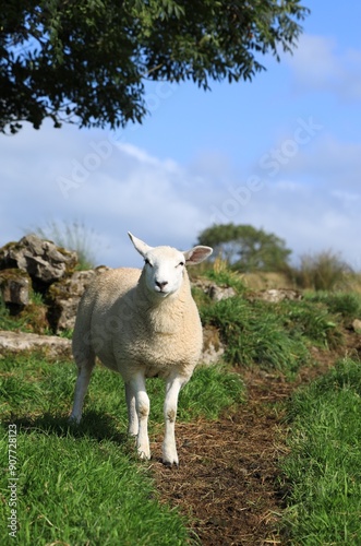 Sheep: Cheviot breed lamb standing near tree in field on farmland in rural Ireland in summertime 