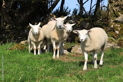 Sheep: Cheviot breed ewe and her lambs standing in shade under tree in field in rural Ireland on summer day