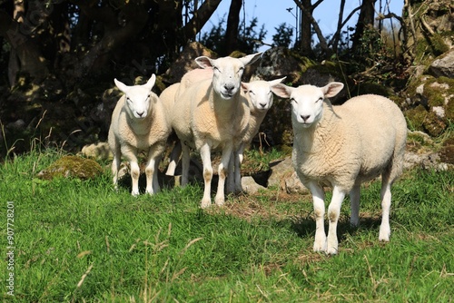 Sheep: Cheviot breed ewe and her lambs standing in shade under tree in field in rural Ireland on summer day