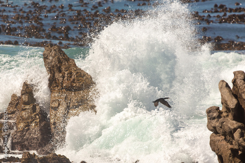 Waves breaking on a rock at Stony Point in Betty's Bay, Western Cape of South Africa