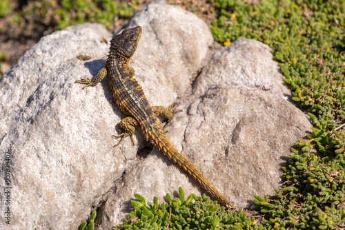 Cape girdled lizard (Cordylus Cordylus) seen at the Penguin colony at Betty's Bay in the Western Cape of South Africa