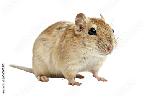 A cute, fluffy gerbil with brown and white fur sitting on a white background.