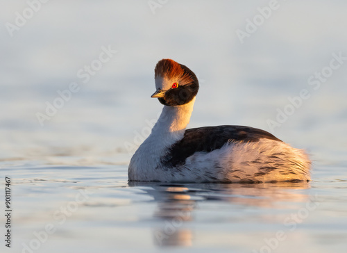 Lights on the hooded grebe