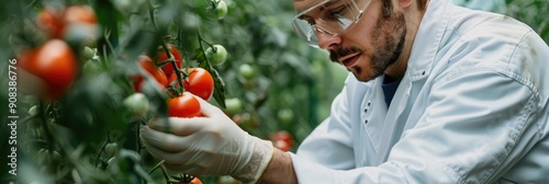 Improved Vegetables Expert Biologist in Uniform Examining Tomatoes