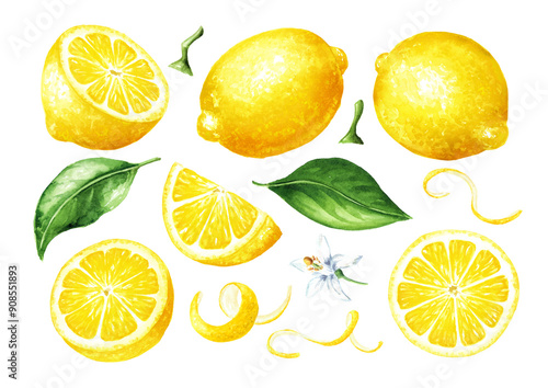 Fresh Lemon fruit set, whole and slices, with zest and green leaves. Hand drawn watercolor illustration isolated on white background