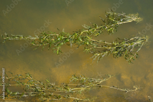 Green seaweed flowing with water current