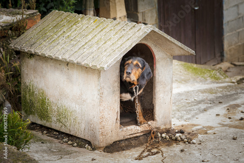 Sad dog tied with a chain to his kennel. Animal abuse concept