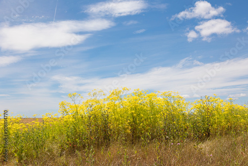 escena relajante de un campo de flores silvestres amarillas con grandes tallos bajo un un cielo azul con algunas nubes blancas