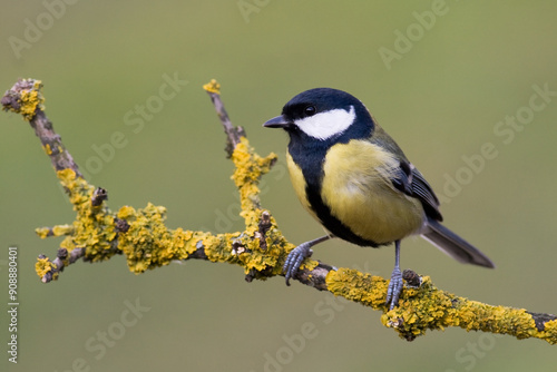 Colorful great tit ( Parus major ) perched on a tree trunk, photographed in horizontal, amazing background