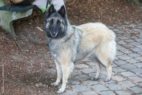 Belgian shepard dog, tervurense herder