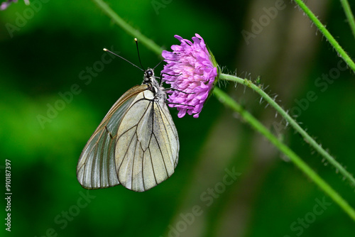 Baum-Weißling // Black-veined white (Aporia crataegi)