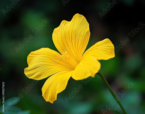 yellow flower with two petals, called nightshade flower or evening primrose