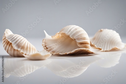 sea shell isolated white beach object spa oceanic souvenir cut-out background decoration aquatic nobody decor1 shape echinoderm empty marin seashell nature single