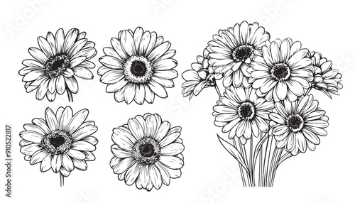 black and white Gerbera, hand drawn flower, Barberton daisy, bloom, Gerbera Transvaal Daisy