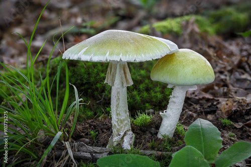 Deadly poisonous mushrooms Amanita phalloides commonly known as death cap