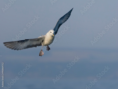 Fulmar, Fulmarus glacialis