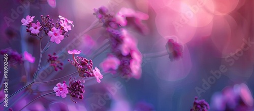 Pentanisia Prunelloides also known as wild verbena is native to Africa and is commonly found there. Creative banner. Copyspace image