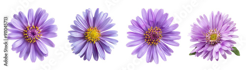 Purple aster flowers, stamen pistil stem leaves