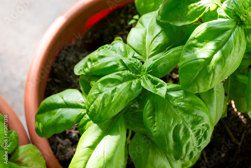 Pianta di basilico fresco in vaso, alimentazione biologica 