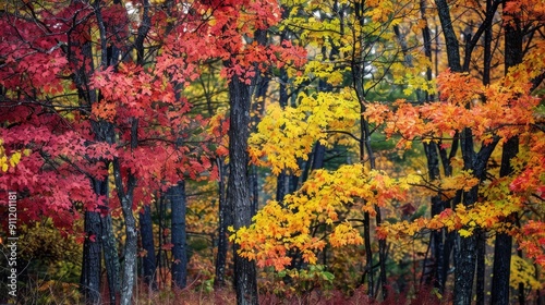 Fall Scene Oak Leaves in Vibrant Hues on Forest Trees