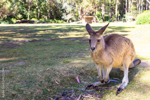 Forester kangaroo, Macropus giganteus, also known as the eastern grey or great grey kangaroo. In forest setting with dappled sunlight. Tasmania, Australia.