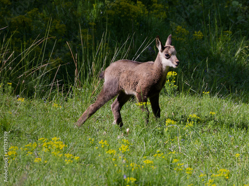 jeune chamois