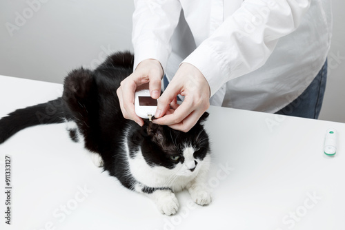 Use of glucometer for cat blood glucose test. Pets and diabetes concept