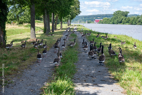 Many geese walking on a dirt road near the river bank