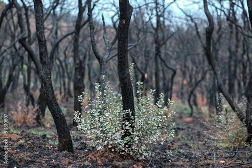 Burnt Forest with New Plant Growth After Wildfire