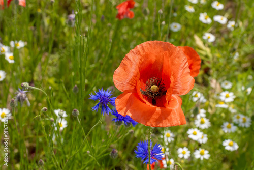 Mak (Papaver L.), rodzaj z rodziny makowatych - Papaveraceae Juss., obejmuje ponad 100 przeważnie jednorocznych gatunków, rodzimych w umiarkowanej i chłodnej strefie półkuli północnej.