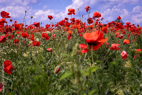 Mak (Papaver L.), rodzaj z rodziny makowatych - Papaveraceae Juss., obejmuje ponad 100 przeważnie jednorocznych gatunków, rodzimych w umiarkowanej i chłodnej strefie półkuli północnej.