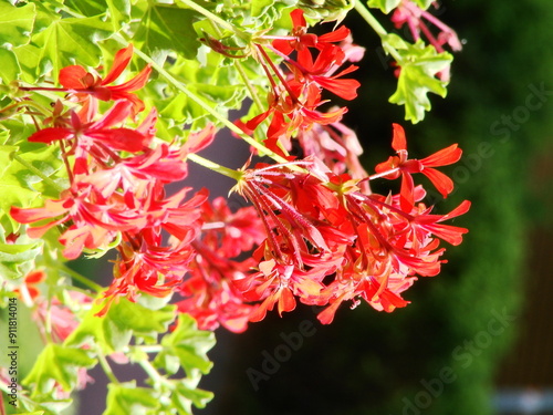 Rośliny ozdobne (pelargonie) 