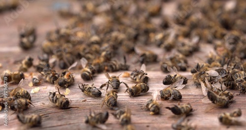 Dead bees in the hive. Colony Collapse Disorder. Starvation, pesticide exposure, pests and disease