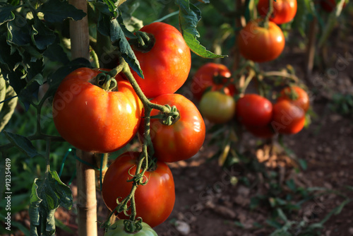 Close-up of red ripe Optima big tomatoes on plant in the vegetable garden on summer 