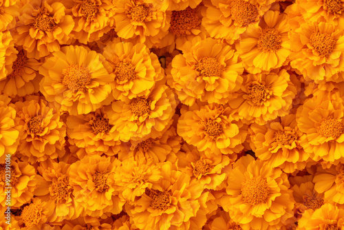 Background of cempasuchil marigolds forming a colorful floral carpet, a traditional element in day of the dead offerings